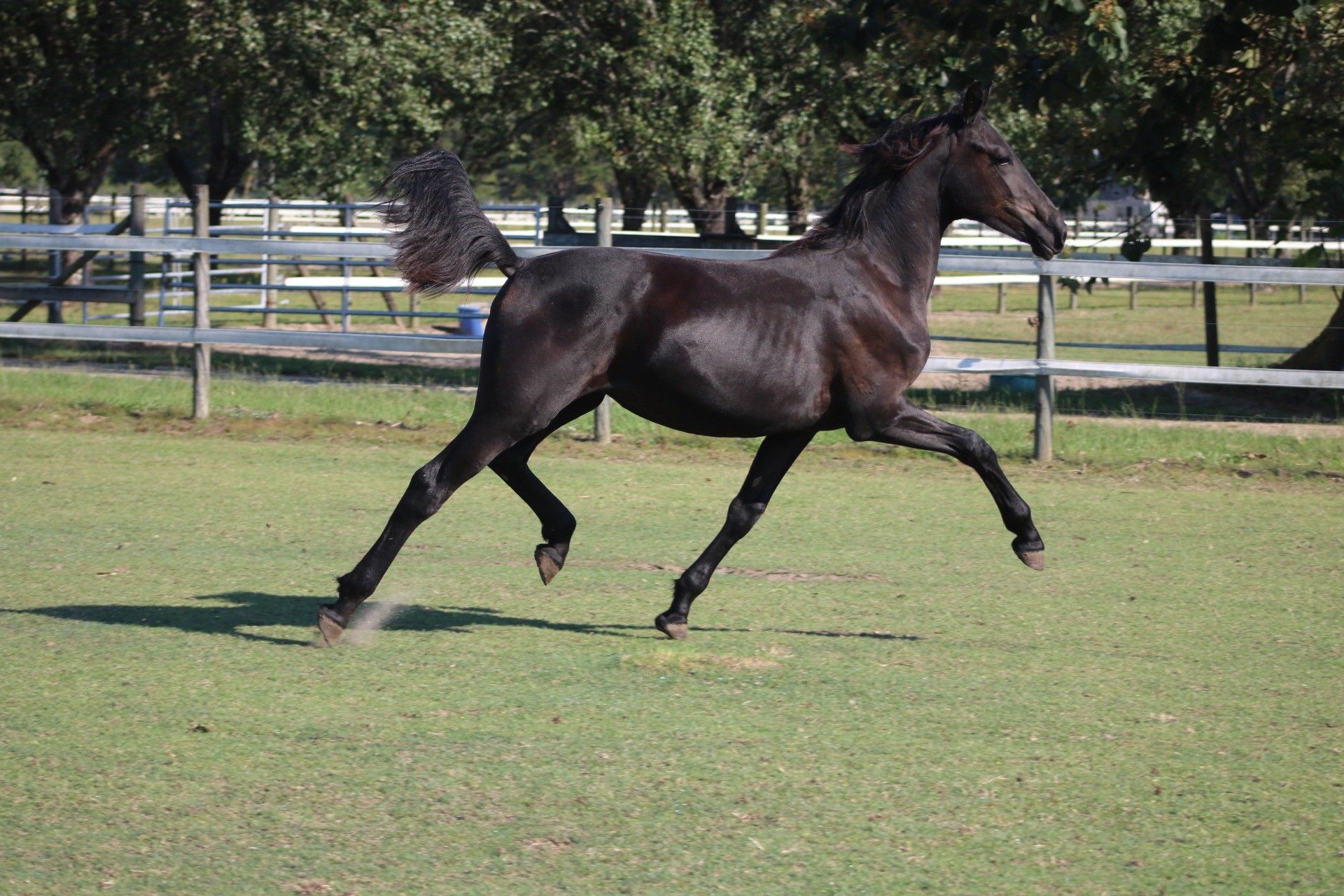 Friesian