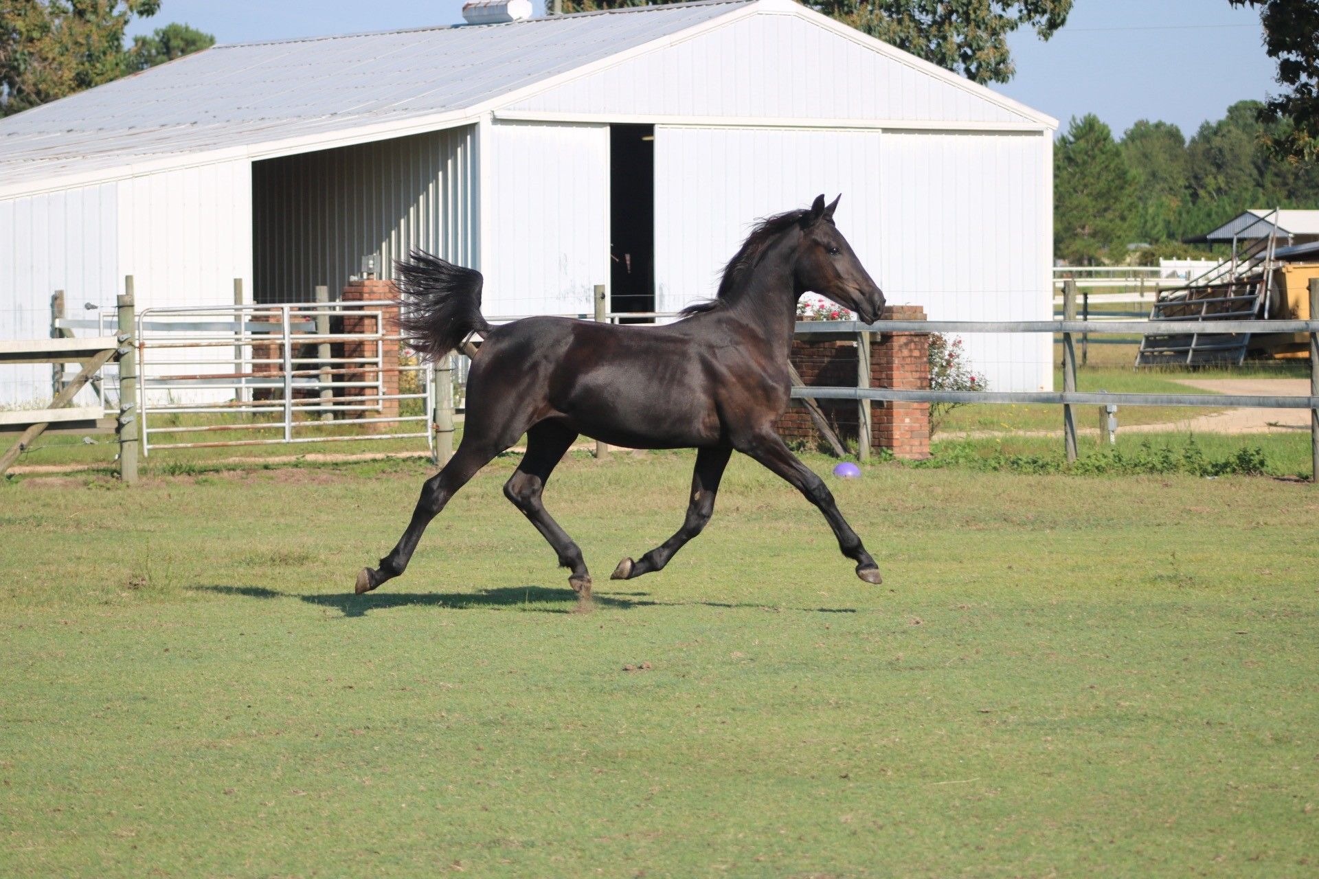 Friesian
